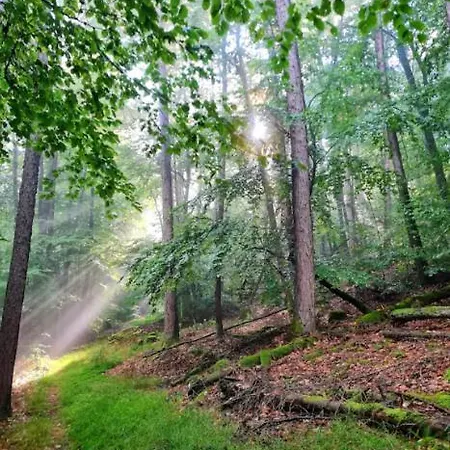 Im Herzen Des Pfaelzer Waldes